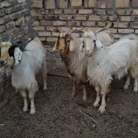 نر بز برای قربانی