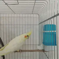 طوطی عروس هلندی رام|پرنده|کلاردشت, |دیوار