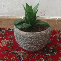 گل طبیعی|گل و گیاه طبیعی|سیرجان, |دیوار