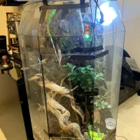 تراریوم شیک خزنده