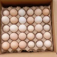 فروش تخم مرغ محلی|خوردنی و آشامیدنی|قائم‌شهر, |دیوار