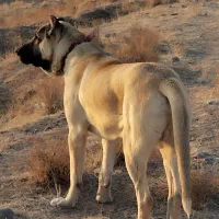 سگ سرابی