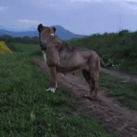 واگذاری ماده سرابی اصیل