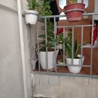 گل طبیعی|گل و گیاه طبیعی|سرپل ذهاب, |دیوار