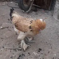 چند عدد مرغ سلطان و گردنی محلی تخمگذار