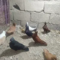 8تا کفتر رنگی