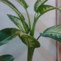 گل گیاه آپارتمانی|گل و گیاه طبیعی|بیرجند, |دیوار