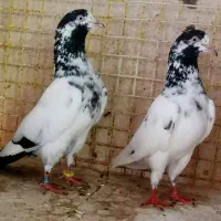 کبوتر بلندپرواز۱۴ساعت ضمانتی|پرنده|رشت, دباغیان|دیوار