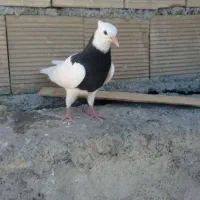 جوجه تازه دونخور شده نر هست خفت خفت عتیقه