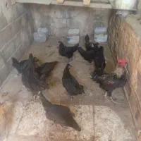مرغ وخروس|حیوانات مزرعه|اصفهان, مارچین|دیوار