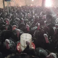 بوقلمون برنز تمام نر