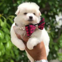 توله گوگولی سایز ریز