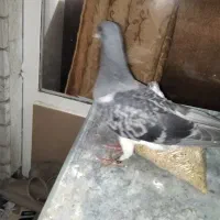 کبوتر دمگیر