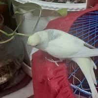 مرغ عشق عالی