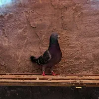 کبوتر|پرنده|سوسنگرد, |دیوار