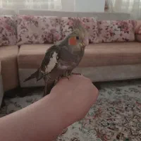 جوجه|پرنده|دماوند, مسکن مهر گیلاوند|دیوار
