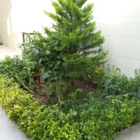 باغبانی و فضای سبز|خدمات باغبانی و درختکاری|بندر انزلی, پردیس|دیوار