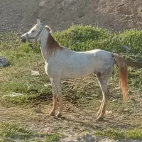 اسب|اسب و تجهیزات اسب‌سواری|اردل, |دیوار