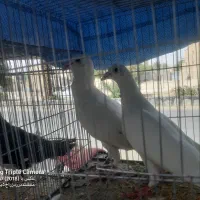 کبوتر رنگی جفتگاه