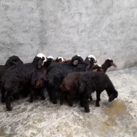 شیشک گوسفند بابره