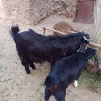 تکشاد چاق قربانی