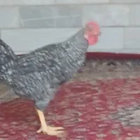 خروس بومی|حیوانات مزرعه|اردکان, |دیوار