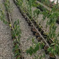 نهال و نشا آقای دکتر سعادتی|خدمات باغبانی و درختکاری|محمدشهر, محمدشهر|دیوار