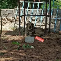 سگ اصیل پژدر نر|سگ|فیروزکوه, |دیوار