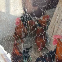 ۶عدد خروس محلی|حیوانات مزرعه|باروق, |دیوار