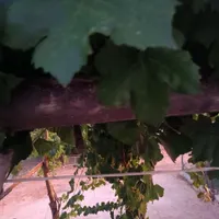 هرس علف زنی پا کنی سم پاشی