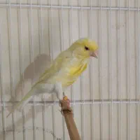 یک عددقناری دارم معاوضه بانرگسی یا کوتوله برزیلی|پرنده|شیروان (خراسان), |دیوار