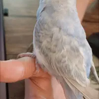 مرغ عشق گم شده ابرو بادی رنگ یاسی ابی