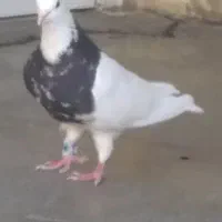 کبوتر طوقی|پرنده|بیستون, |دیوار