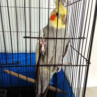 عروس هلندی نر