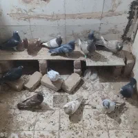 کبوتر|پرنده|تاکستان, |دیوار