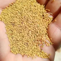 فروش بذر یونجه حاج کوشش