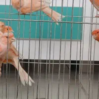 قناری سوپر برفکی درشت|پرنده|فولادشهر, مسکن مهر فولادشهر|دیوار