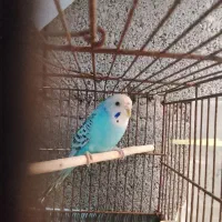 مرغ عشق ماده