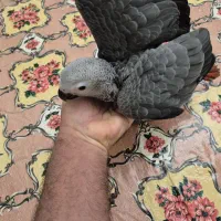 جوجه کاسکو سرلاکی|پرنده|تهران, آسمان|دیوار