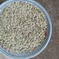 عدس مناسب برای کاشت خوراک رقم سنا