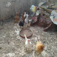 سلام مرغ محلی دونی 300ت فقط تماس|حیوانات مزرعه|بیرجند, |دیوار