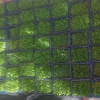 سبزه عید نوروز۴۰۵|گل و گیاه طبیعی|شیراز, کوشک میدان|دیوار