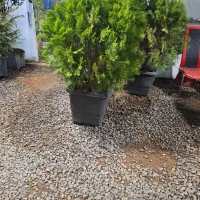 سرو و کامیس و لاوسون|خدمات باغبانی و درختکاری|لنجان, |دیوار