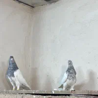 کفتر کله الماسی|پرنده|تهران, هفده شهریور|دیوار