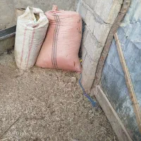 کود گوسفند رایگان