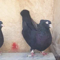 کبوتر خوبو|پرنده|شیراز, پودنک|دیوار
