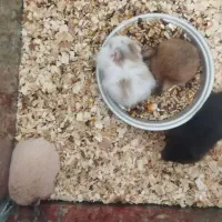 همستر سالم و دستی قیمت مناسب|موش و خرگوش|تهران, مخصوص|دیوار