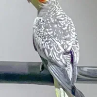 عروس هلندی و مرغ عشق فنچ|پرنده|قوچان, |دیوار