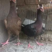 کبوتر کاریر|پرنده|گنبد کاووس, |دیوار