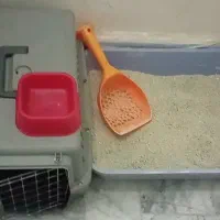 واگذاری گربه با لوازم